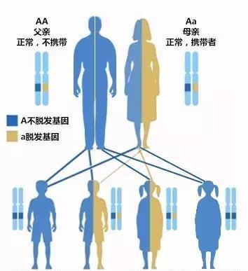 他被脫發(fā)“啃老”是與遺傳有關(guān)??！